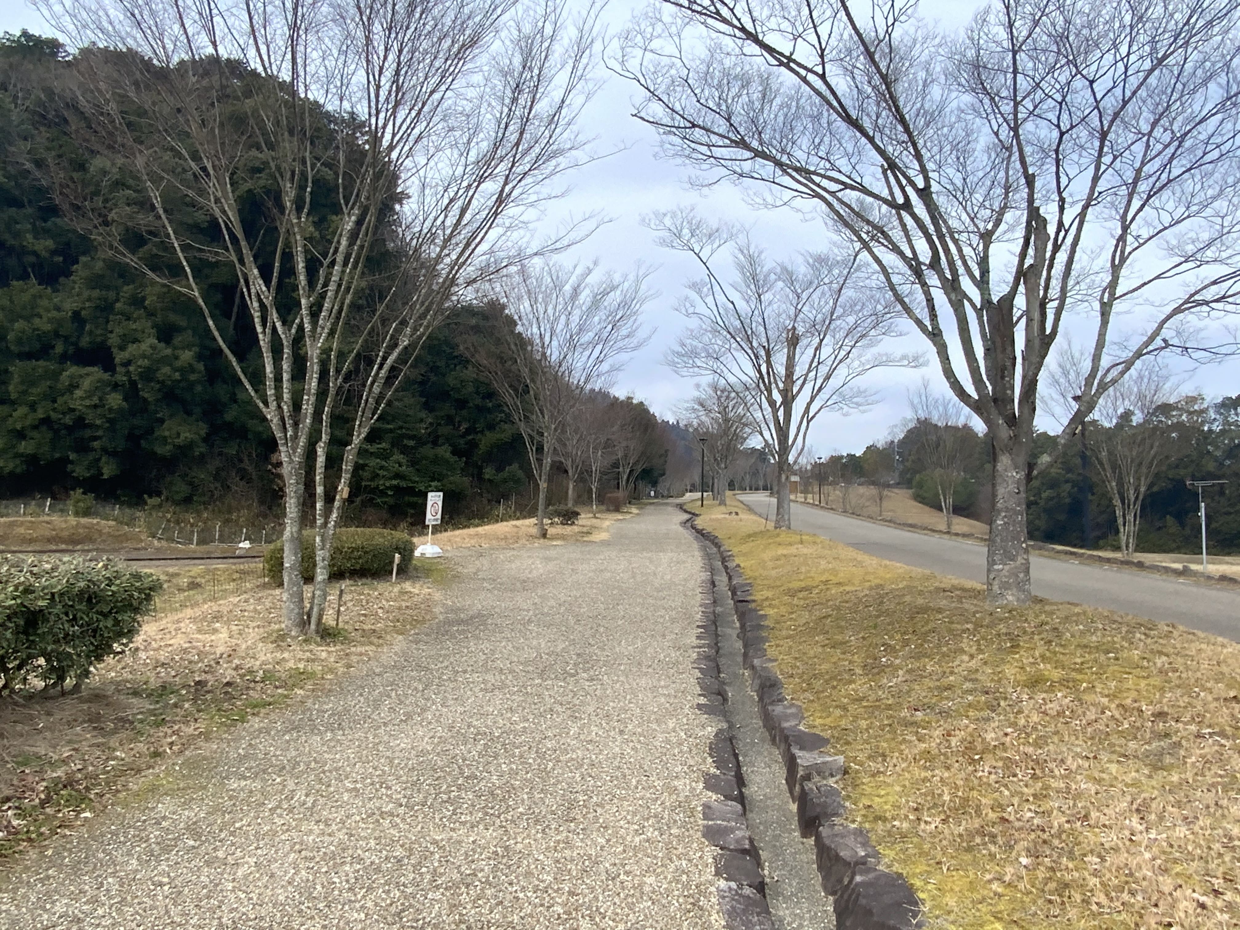 公園内のケヤキ並⽊